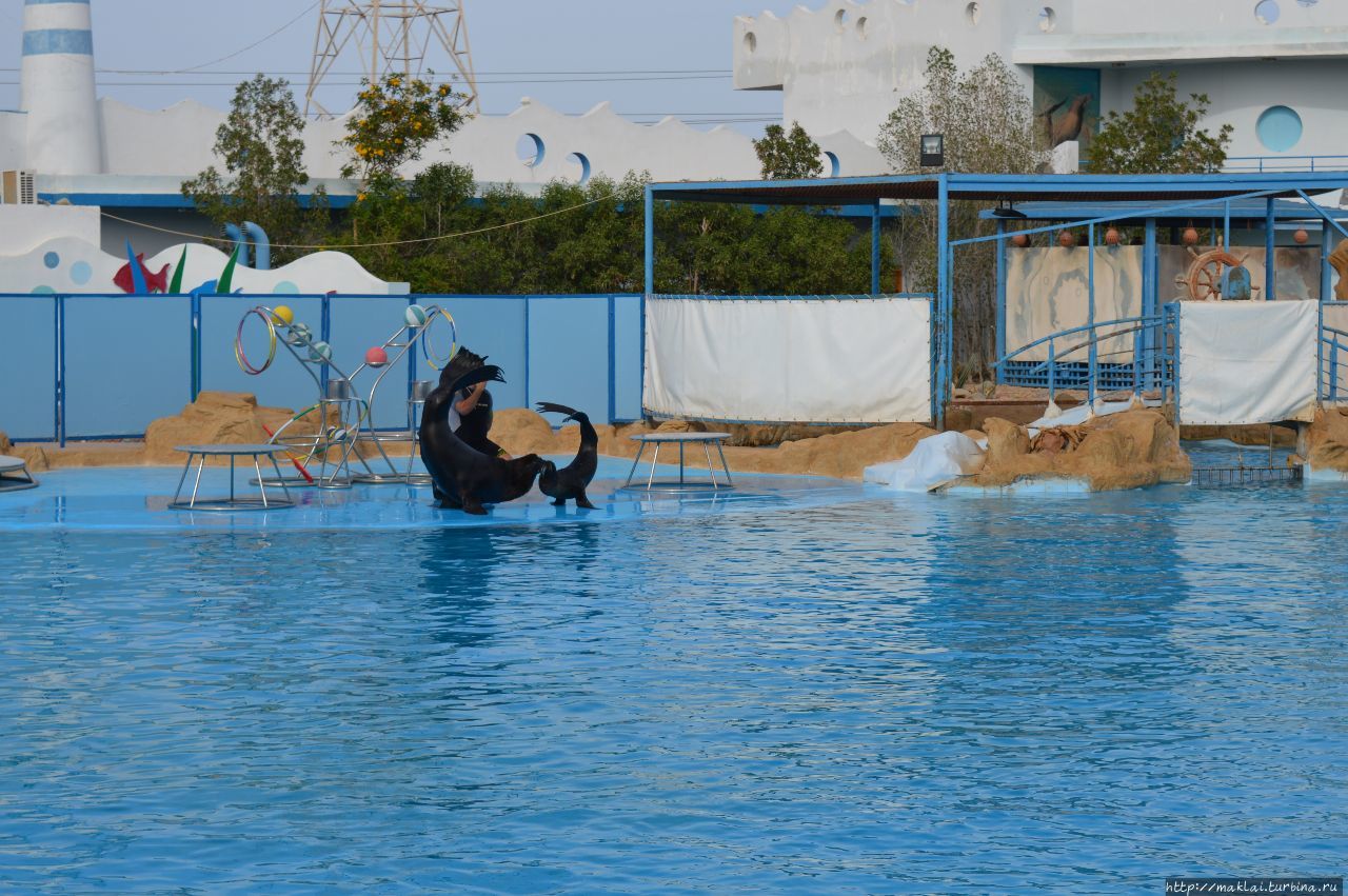 Дельфинарий в Хургаде Хургада, Египет