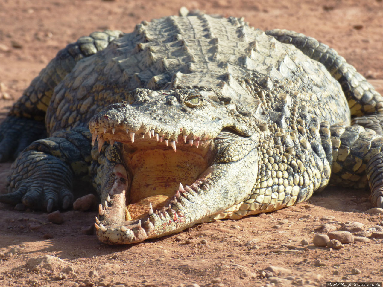 Крокопарк Агадир, Марокко