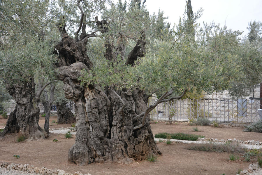 Масличная гора. Гефсиманский сад Иерусалим, Израиль