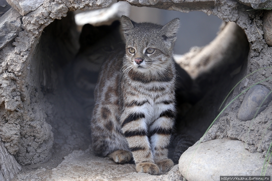 Зоопарк Лимы Лима, Перу