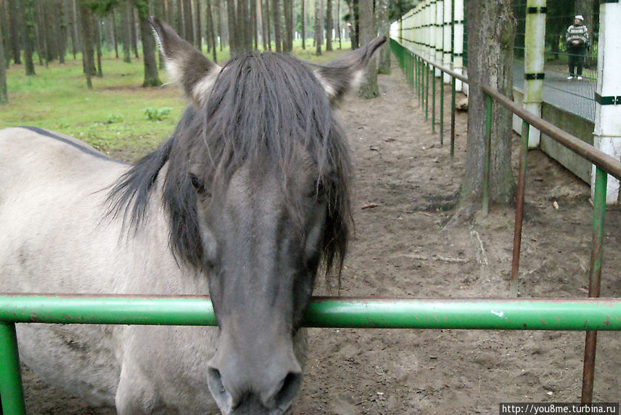 Тарпан Брест, Беларусь