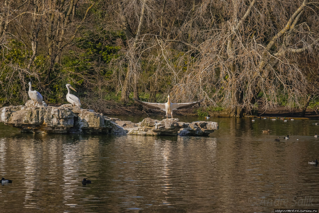 Любимый символ и протеже королевы Англии
