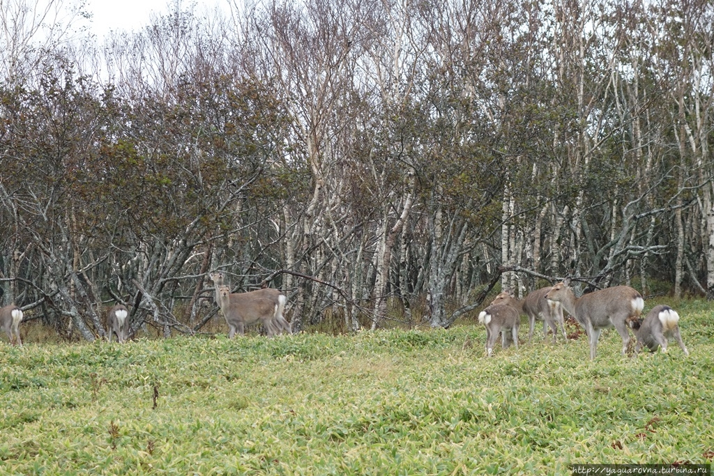 мыс Айкаппу Кусиро-Шитсуген Национальный Парк, Япония