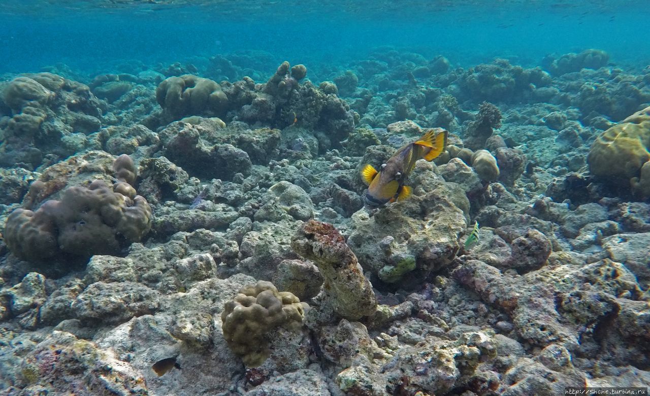 Подводный риф / Underwater reef