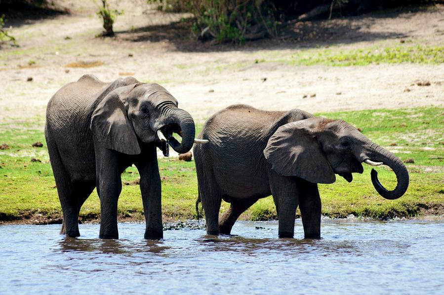 Слоны на водопое Национальный парк Чобе, Ботсвана