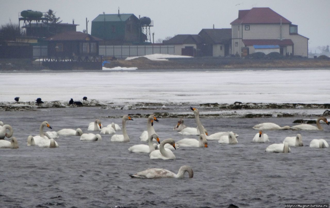 Дикие лебеди, дикие лебеди, словно судьба моя Охотск, Россия