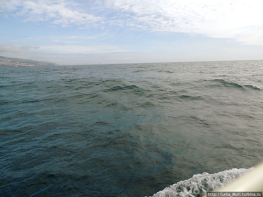 Океанская прогулка с Sea Born Catamaran Фуншал, Португалия