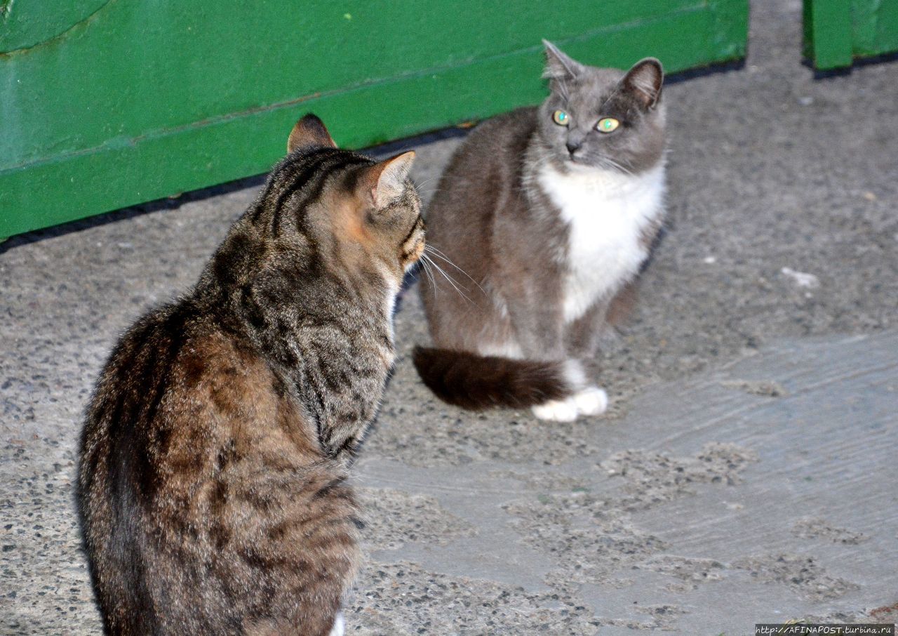 Монастырские кошки. Свидание и ревность Воскресенское, Россия