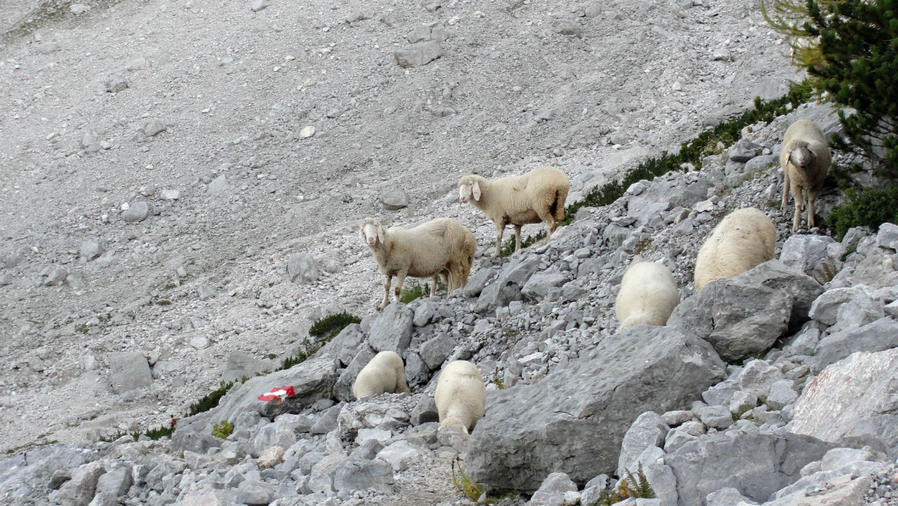 Первое, что привлекло мое внимание, помимо уже виденных мной красот прошлым утром, вот эти овечки. Не мог пройти мимо, хотя и двигался сугубо на скорость.
