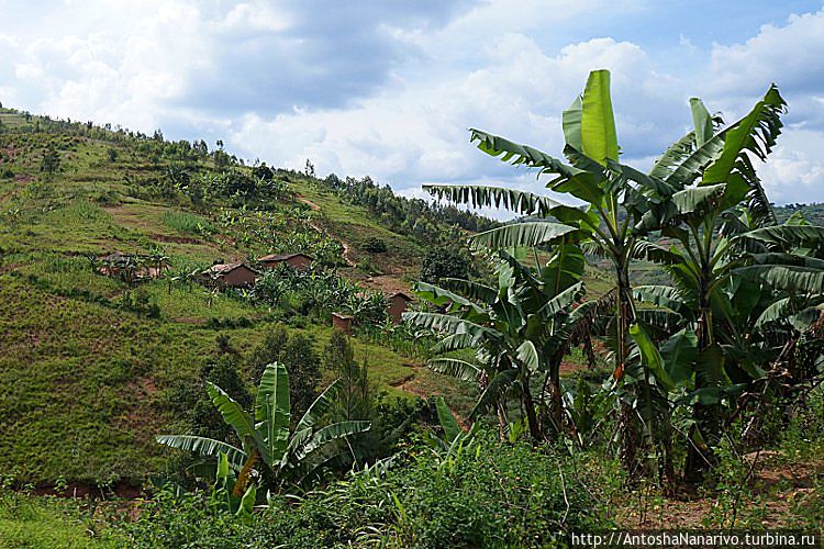 Негр под пальмой Бурунди
