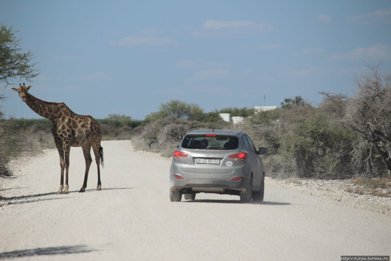 И на таких машинках легко можно проехать Этоша Национальный Парк, Намибия