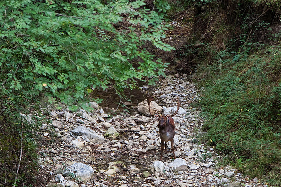 ...в котором, если очень повезет, можно встретить вот такого оленя