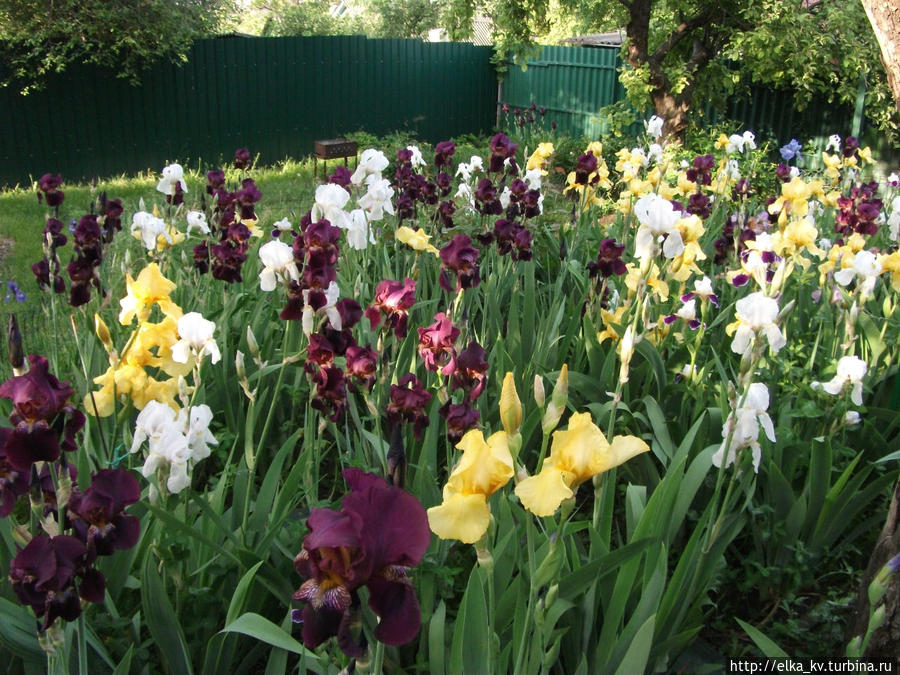 Новости ирисового сада — 2014 (1)