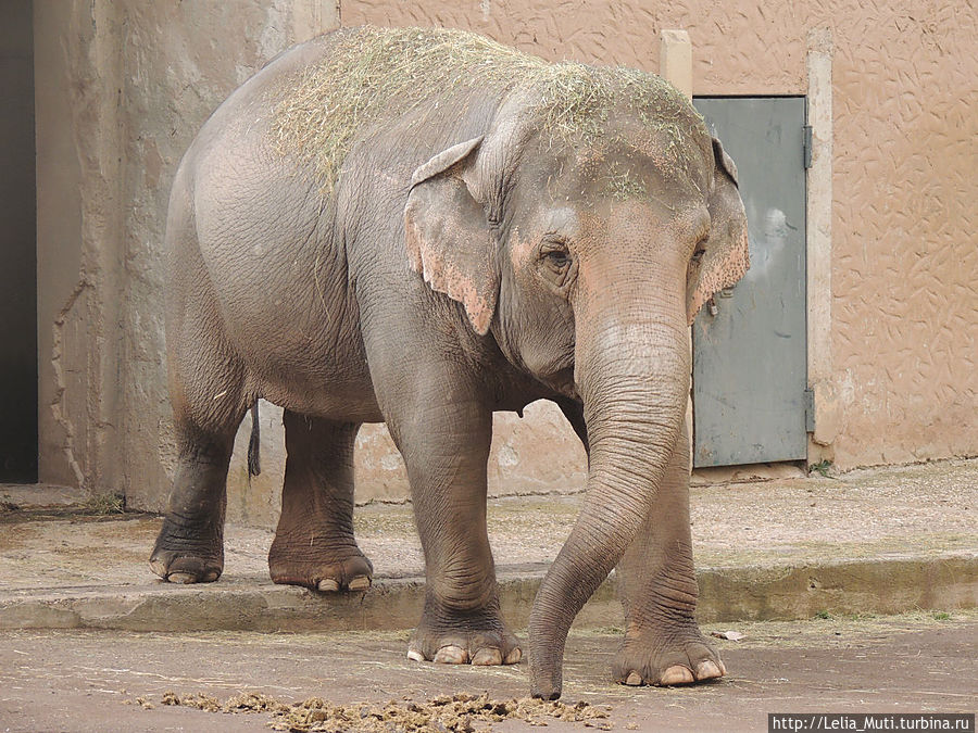 Zoo Roma Рим, Италия