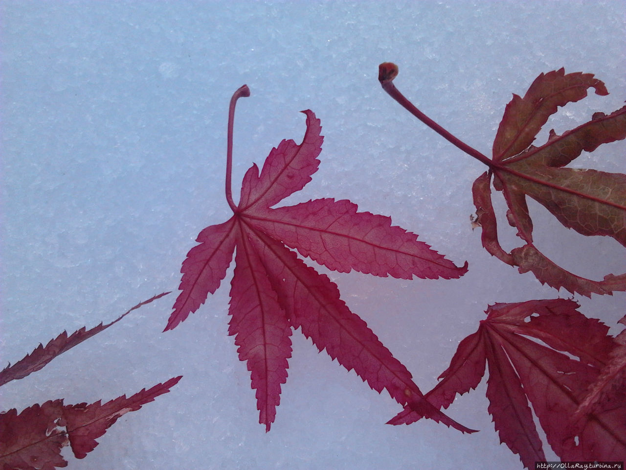 Краснолистный клён,сад,Карелия.Ноябрь 2012 г.Samsung GT-S5660