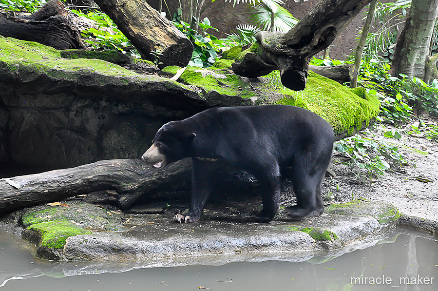 И конечно, какой же зоопарк без хищников. Это Малайский медведь (бируанг), самый маленький, но в тоже время самый агрессивный представитель медвежьего семейства. Его еще часто называют солнечным медведем из-за полукруглого пятна на груди, напоминающего восходящее солнце. Сингапур (город-государство)