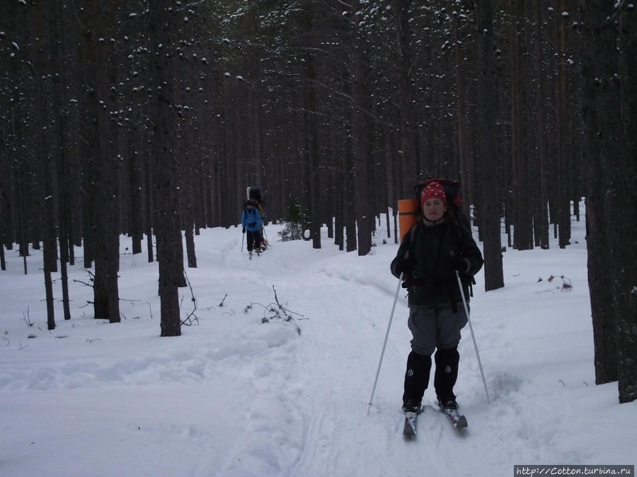 Лес рядом с железнодорожной станцией Имандра. Имандра — одна из самых удобных точек выхода на маршрут по Хибинам. Здесь останавливаются поезда из Москвы и Санкт-Петербурга.
Лес тоже по-своему уникален. Он был практически полностью вырублен во время войны, те деревья, которые вы видите – пример восстановительных лесопосадок. Хибины Национальный Парк, Россия