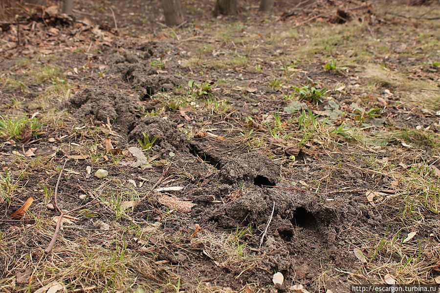 ..Животным? 
Нет, конечно, ведь ботсад — это дом и для них. Минск, Беларусь