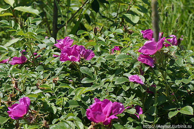Морской  шиповник. Плоды  достигают  размера  небольшой  ранетки. Южно-Сахалинск, Россия