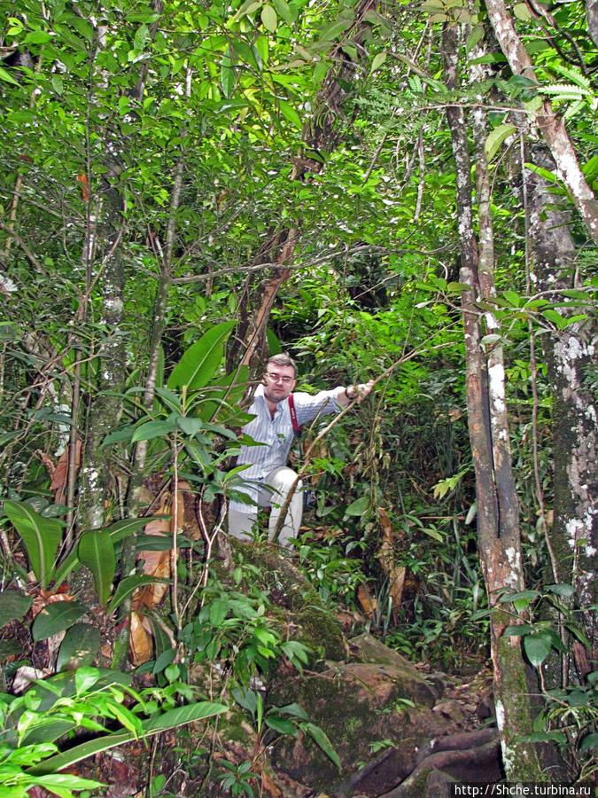 На пути к Анхелю... пешком по тропическим джунглям