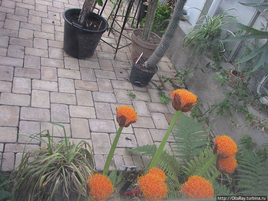 В зимнем саду. К сожалению, эти оранжереи были закрыты, пришлось заглядывать через стекло.