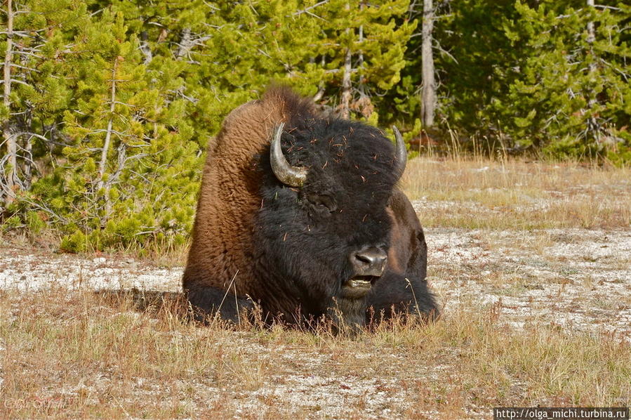 Американский бизон (лат. Bison bison).Вид полорогих млекопитающих, подсемейства Bovinae. Йеллоустонский национальный парк. США. На территории Йеллоустонского биосферного заповедника находится около 4000 тысяч бизонов. Что является одним из самых больших мест обитания. Йеллоустоун Национальный Парк, CША