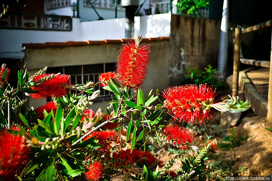 Теперь понятно кто стал прототипом ершика для мытья бутылок. Каллистемон или Красивотычиночник.