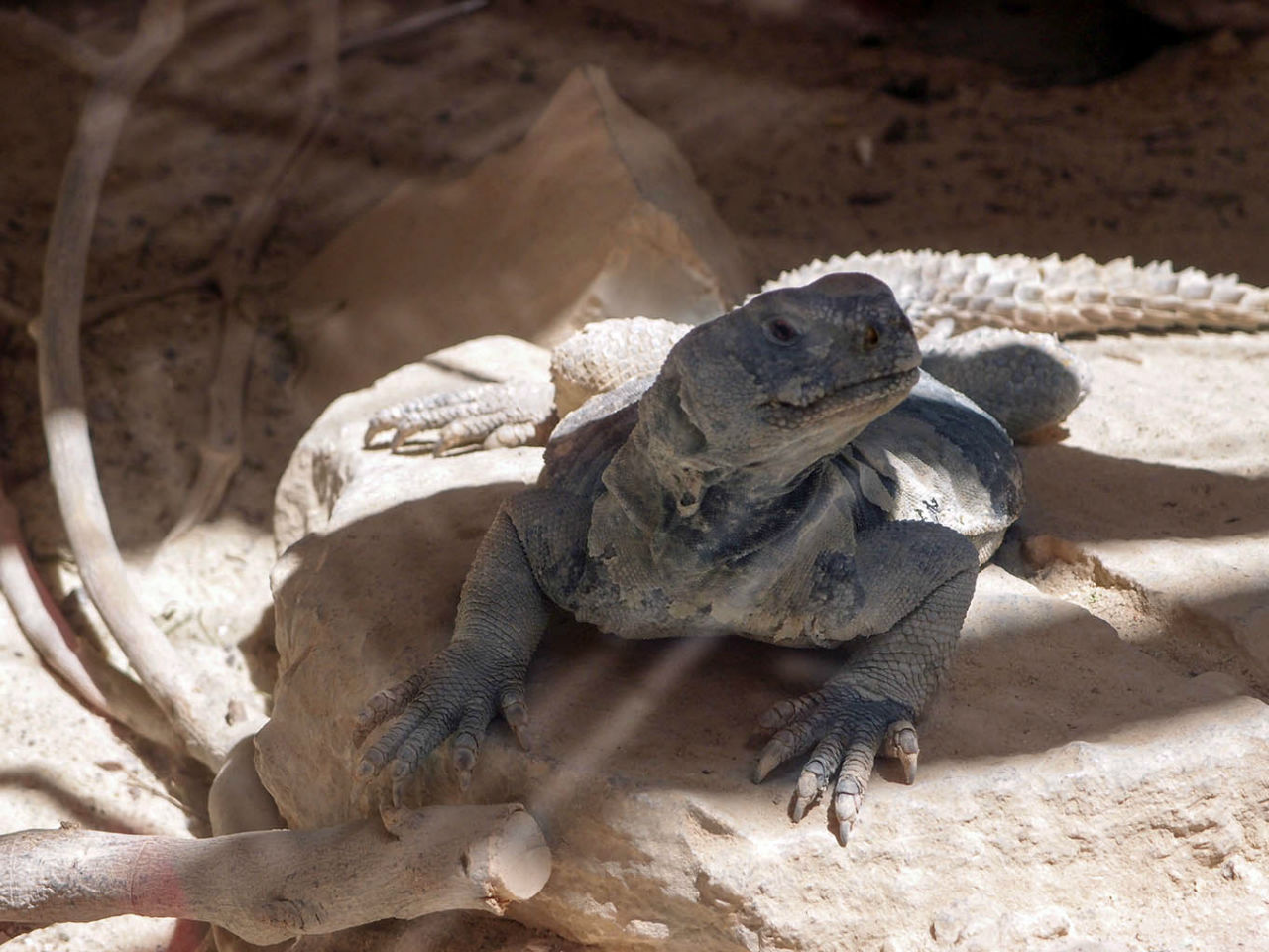 Волшебство пустыни. Махтеш Рамон Мицпе-Рамон, Израиль