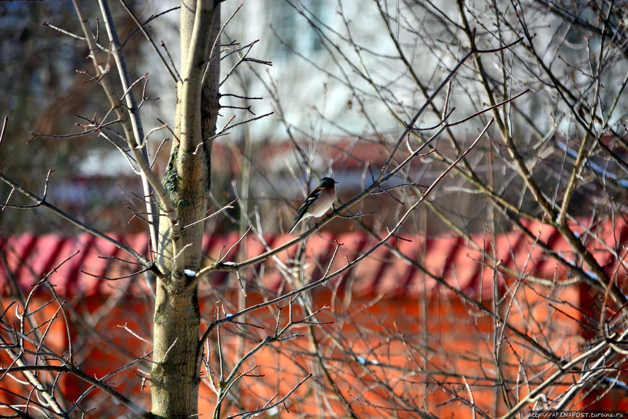 Птички прилетели... Москва и Московская область, Россия