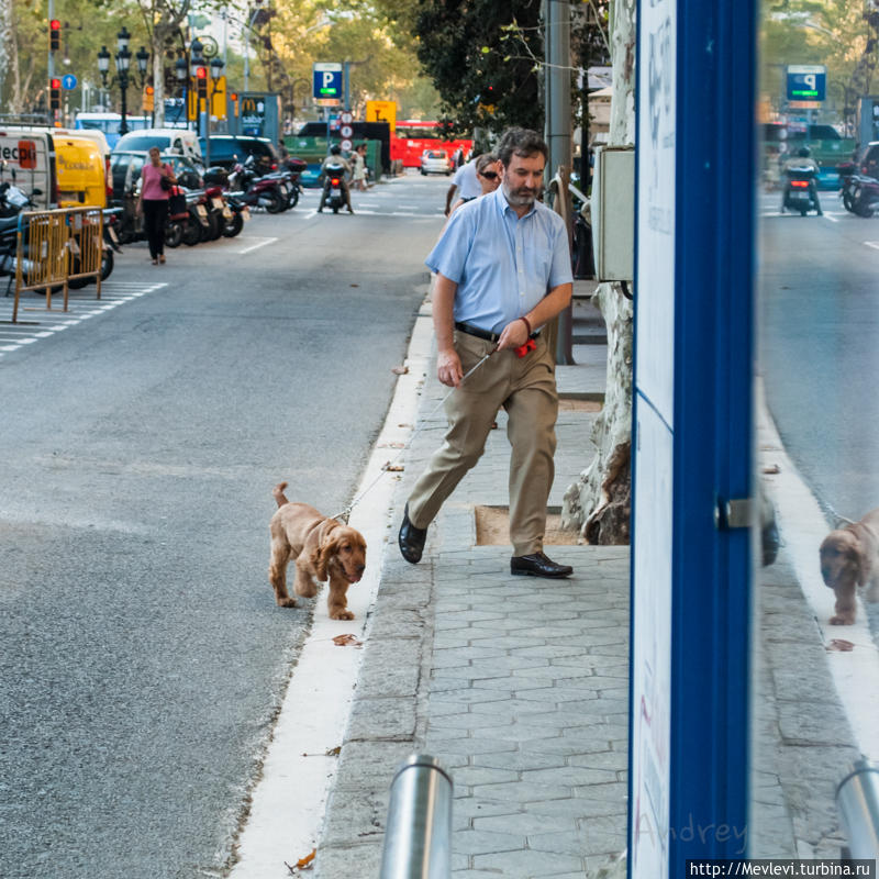 Из кафе Барселона, Испания