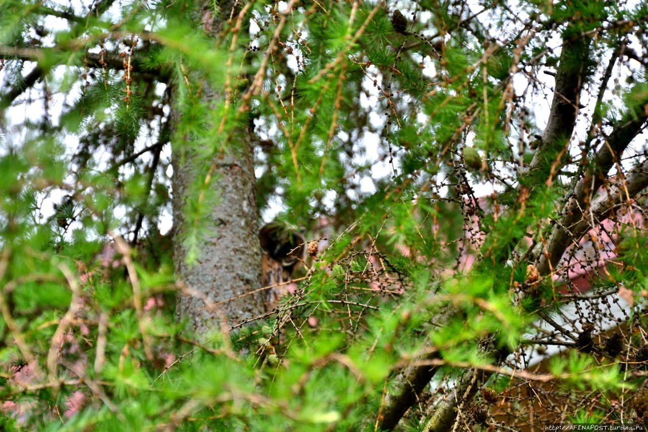 Совы. Игра в прятки Внуково, Россия
