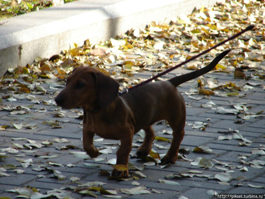 Осенняя медитация Киев, Украина