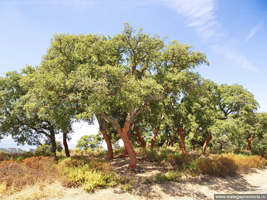 пробковый дуб Ронда, Испания