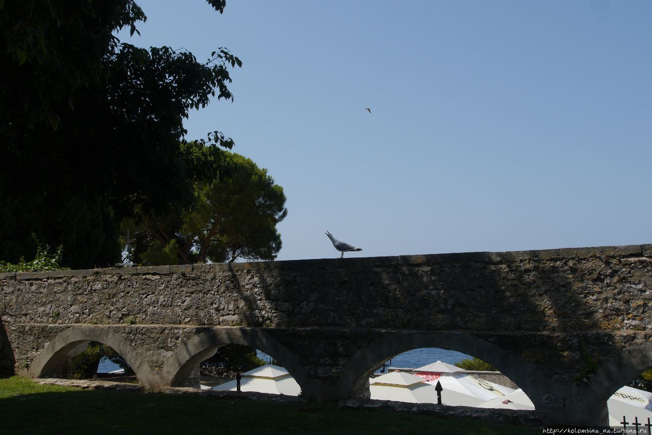 Почти итальянка! Чайка напоминает о себе)) Ровинь, Хорватия