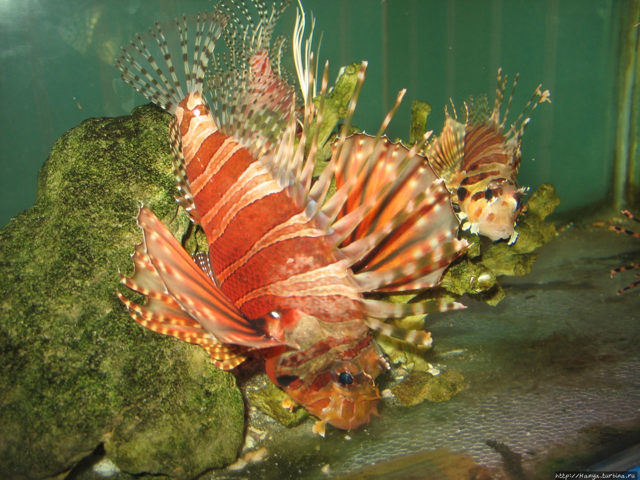 г.Нячанг. Океанографический музей. Огненная рыба-скорпион Нячанг, Вьетнам