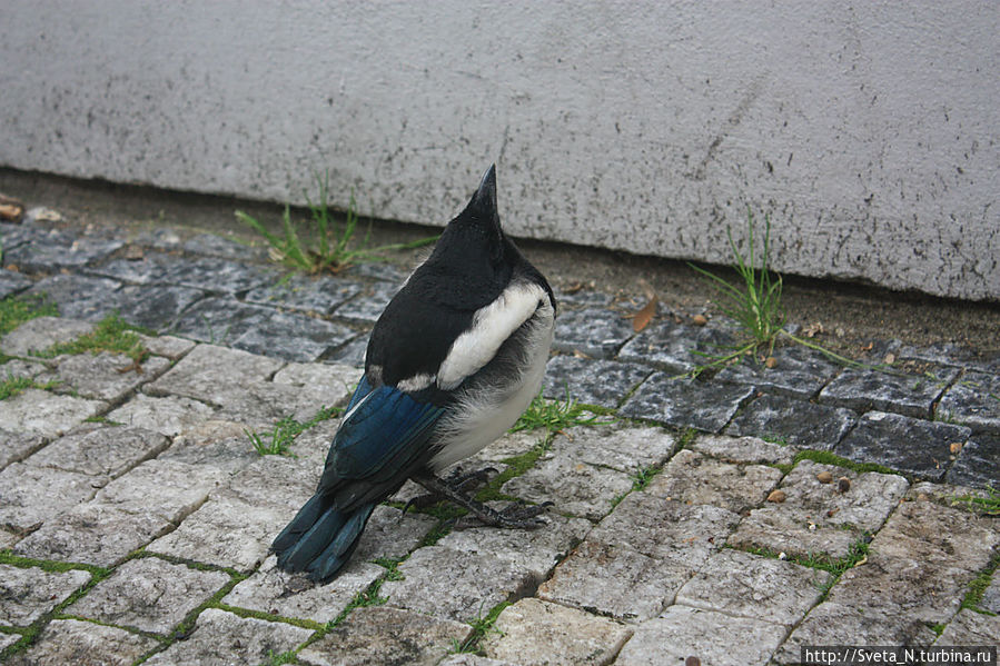 Странная птичка, на сороку смахивает Прага, Чехия