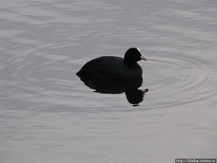 В пруду ботсада.