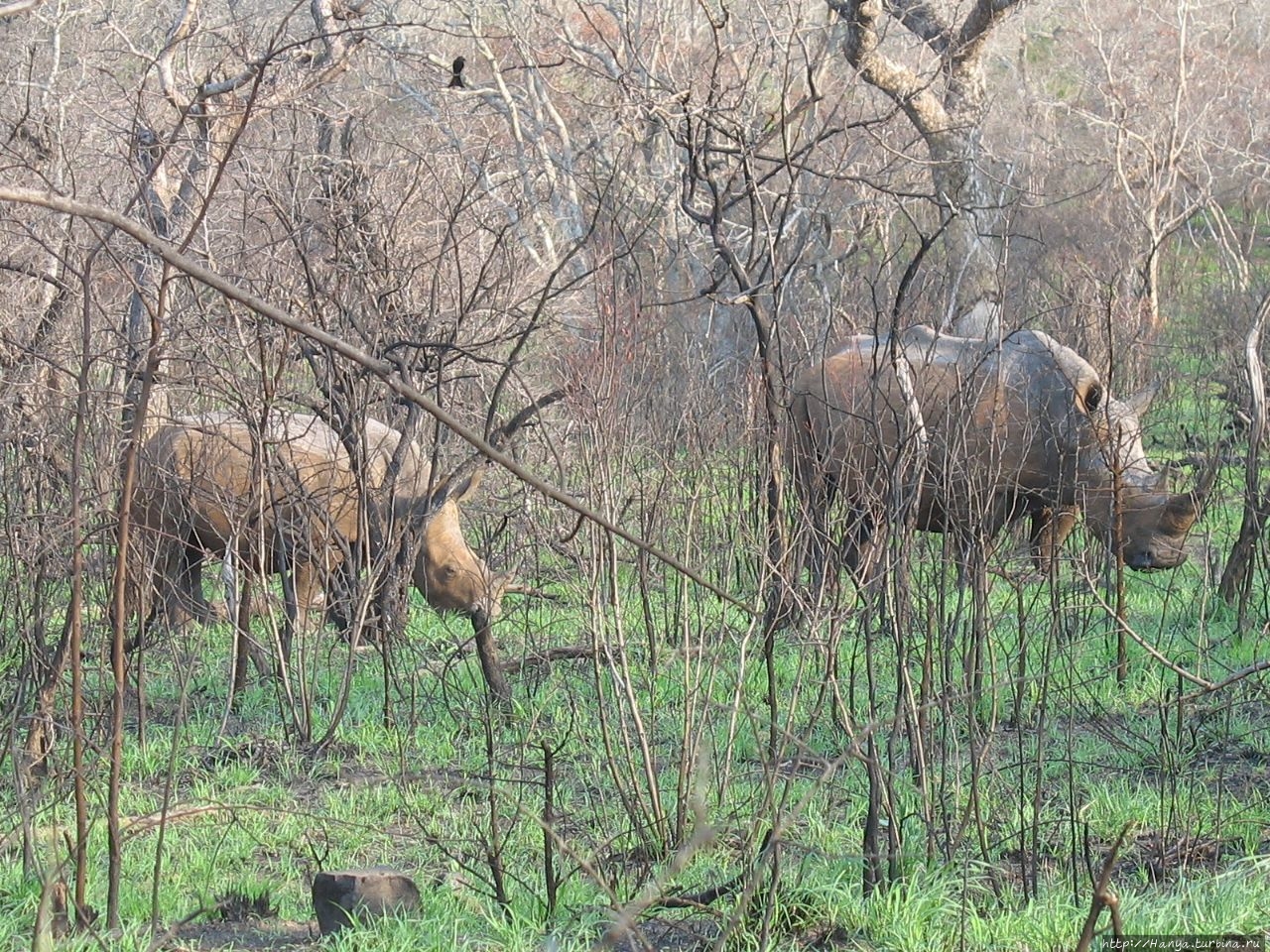 Парк Hluhluwe Imfolozi Game Reserve Шлушлуве-Умфолози Национальный Парк, ЮАР