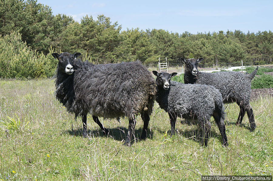 Овцы, глядящие вдаль
Форё Округ Готланд, Швеция