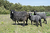 Овцы, глядящие вдаль
Форё