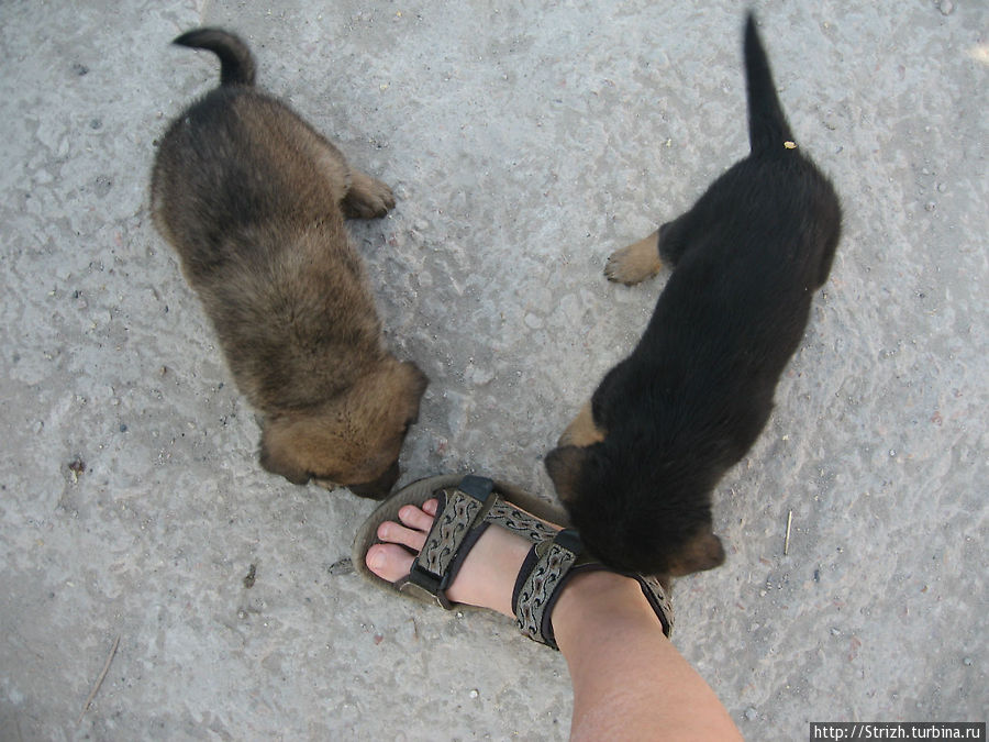 Клевые щенки в Ласпи Балаклава, Россия