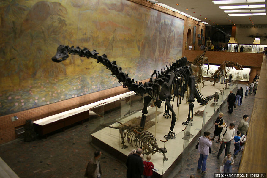 Палеонтологический музей Москва, Россия