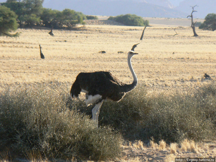 Намибия. Октябрь 2013 Намибия