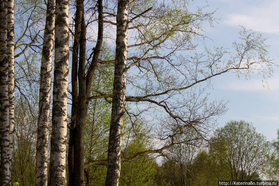 Для чего не стоит сидеть дома в первомай Истра, Россия
