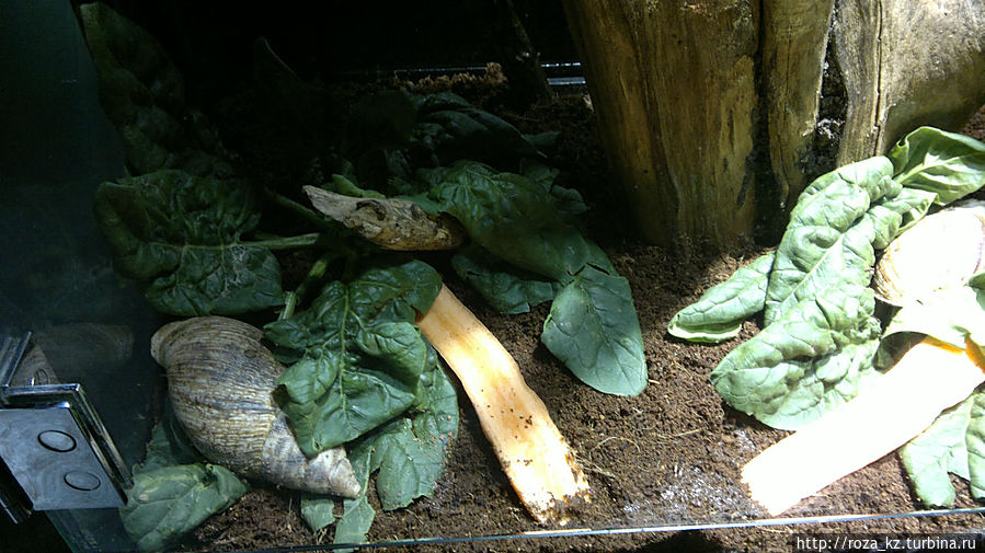 гигантские улитки