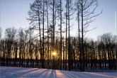 Закат сквозь деревья возле комплекса Богословка под Санкт-Петербургом. До свиданья, зима, нам сейчас на поезд и домой, в обычную московскую слякоть.