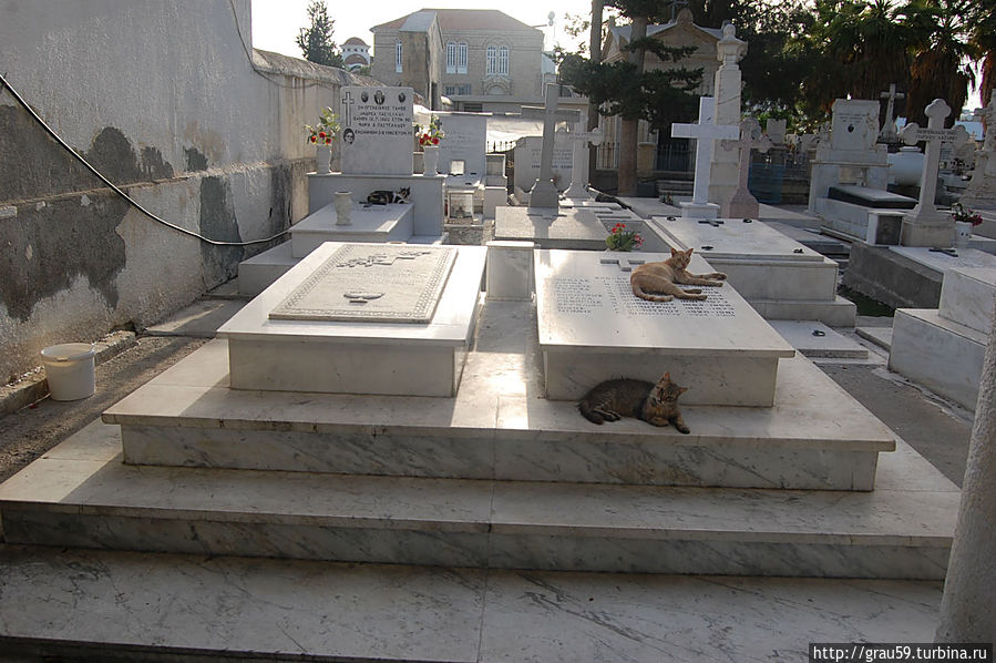 Кошки Ларнака, Кипр