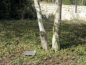 Дерево Оскара Шиндлера на аллее праведников мира в музее Яд ва-Шем