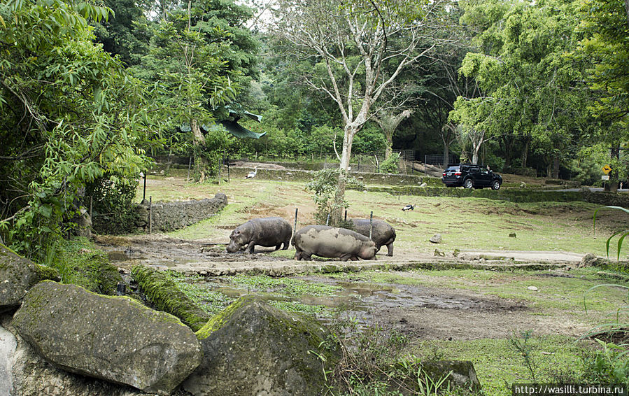 Бегемоты на прогулке. Ява, Индонезия