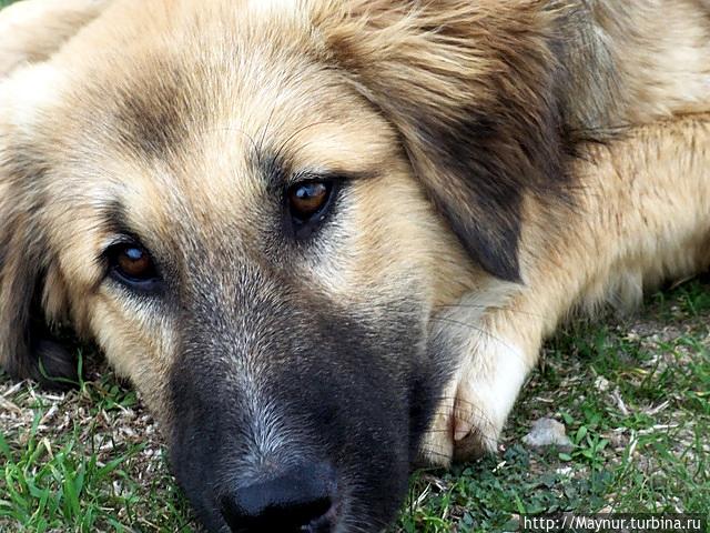 Эта  собачка  гуляла  с  нами  и  по  крепости   Бечин,  и по  развалинам  столицы  ментешских  беев.  Турция. г. Милас. Устала!